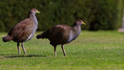 Flightless Birds Foraging on Green Grass Lawn