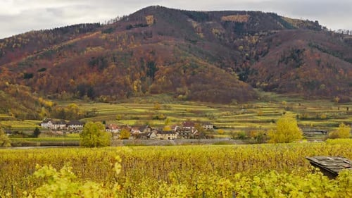 Malerische Hügel voller Weinberge in den Herbstfarben entlang der Donau, Wachau, Österreich