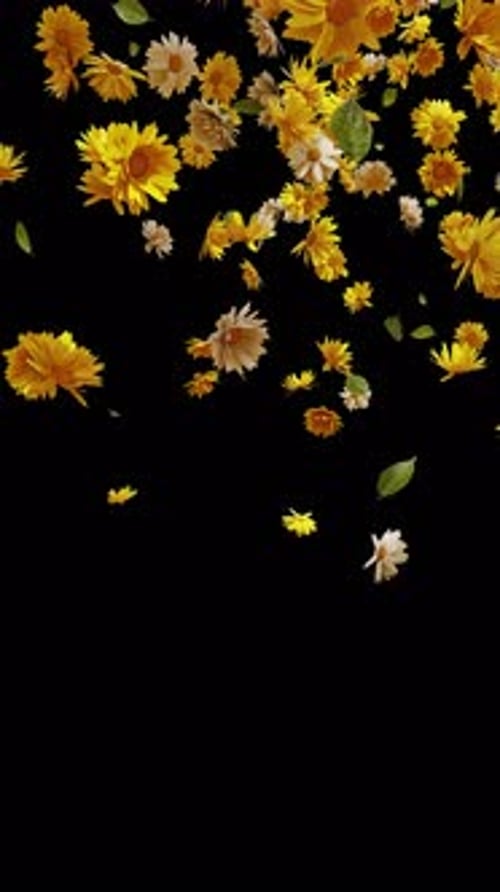 Falling Yellow and White Flowers Nature Overlay Animation