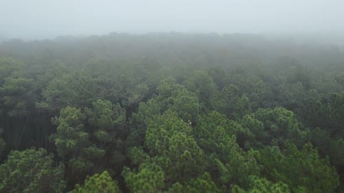 Flying Above Dense Mountain Forest With Lush Green Trees In Fog. aerial drone tilt-up
