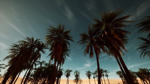 Slow Panning 3D Desert Oasis with Palm Trees