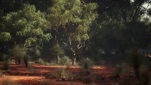 A Lush and Vibrant Forest with an Abundance of Green Trees