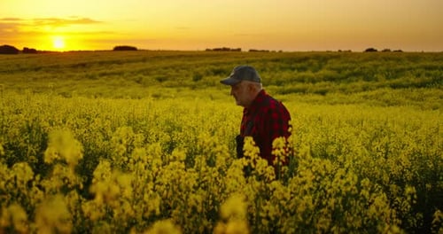 Farmer Walks Through Vibrant Field at Sunset