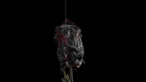 Burning rose in flames on black background