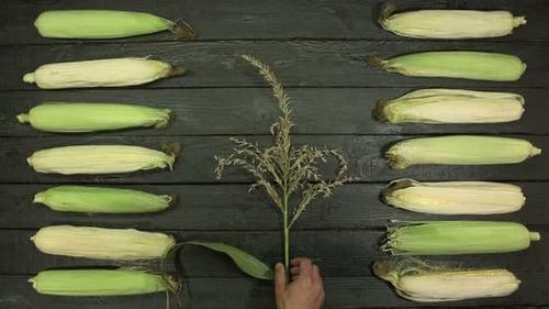Fresh Corn on Dark Wooden Surface