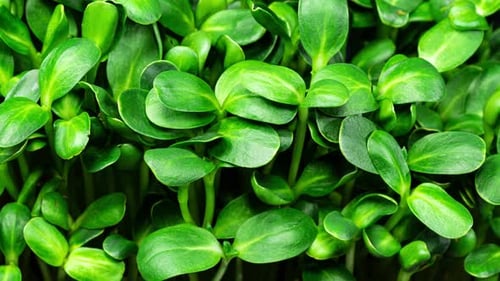 Close Up View of Healthy Green Sprouts