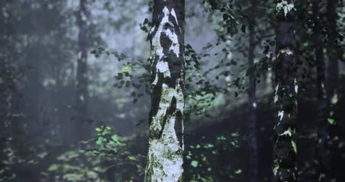 Sunlight Filtering Through Trees in a Tranquil Forest Setting