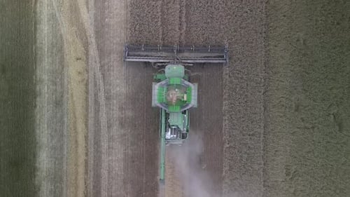 Combine on the field harvesting wheat