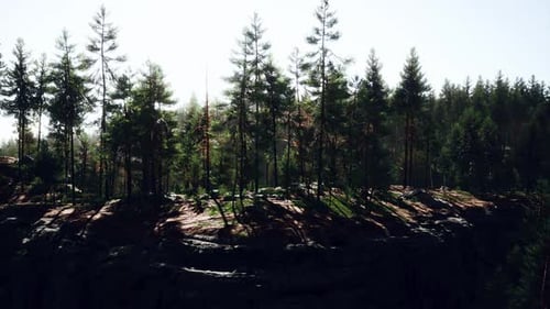 Wild Pine Trees at Dawn During Sunrise in a Beautiful Alpine Forest