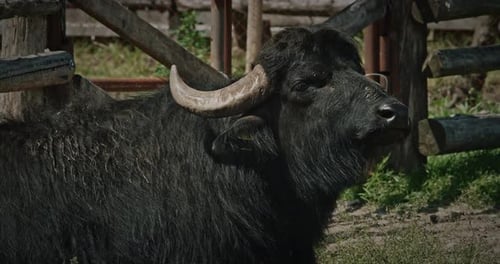 Majestic Black Buffalo with Strong