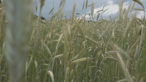Close to ears of rye swaying delicate, dolly shot