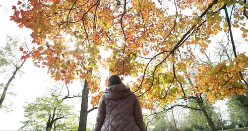 Woman Looking Up at Fall Leaves in Park