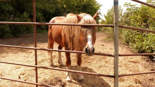 A Brown Horse on a Farm in a Paddock Stands Behind a Fence in the Summer