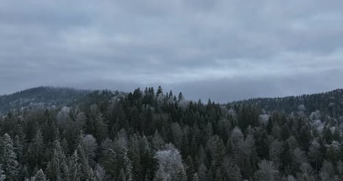 Aerial View of North Snowy Forest Winter Landscape Snowfall and First Fresh Snow Covered Forest Top