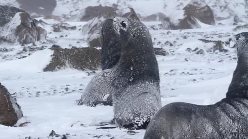 Fur Seals in Snowy Antarctic Conditions