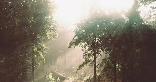 Sunlight Filters Through Trees in a Serene Forest During Early Morning Hours