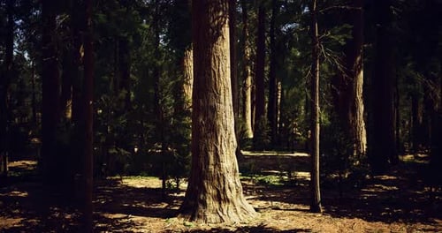 Majestic Tree Standing Tall in a Serene Forest During Daylight Hours