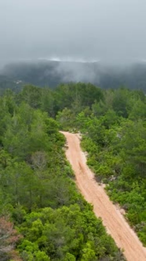 Vertical Video Aerial Glimpse of RainFreshened Verdant Forest Nature's Rejuvenation