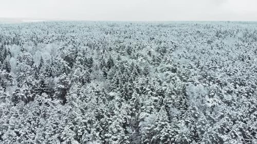 Camera dolly zooms above the snowy treetops. Winter season in the forest with a lot of snow.