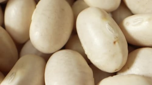 Close Up of Group of White Beans