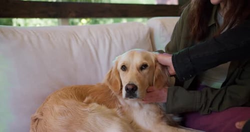 Shooting Close Up a Couple of a Guy and a Girl are Petting a Large Lightcolored Dog Leisure Outdoors