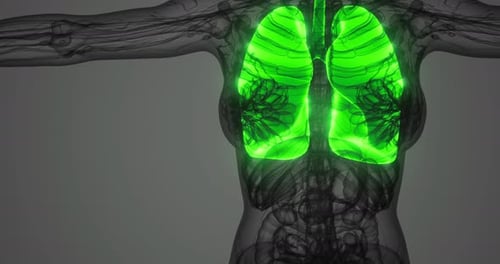 Lungs Illuminated in Vibrant Green Against a Transparent Figure Background