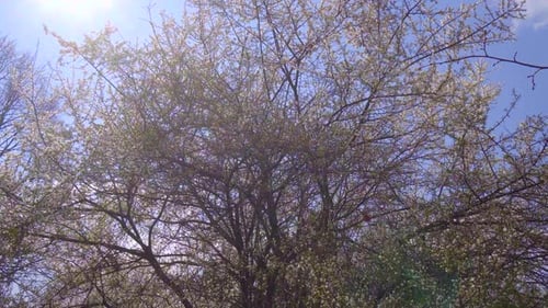 spring tree covered all in white blossoming colors