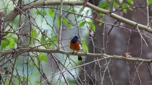 A Blue Fronted Redstart singing while perched on a branch.