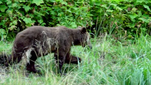 A brown bear walking in a meadow by a river.