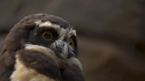 Close-up portrait shot of a Spectacled owl (Pulsatrix perspicillata).