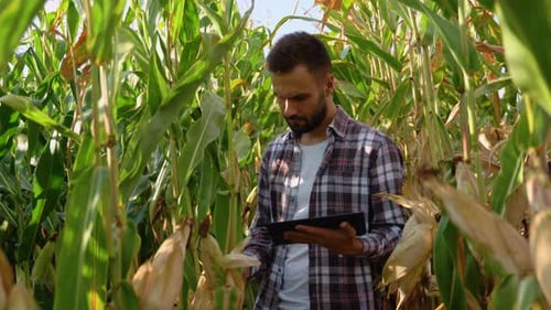 Yong Farmer Agronomist in the Corn Field and Examining Crops with Tablet Before Harvesting