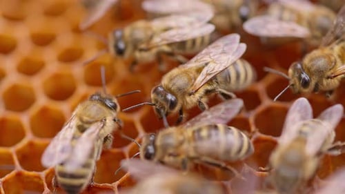 Bienen Und Waben