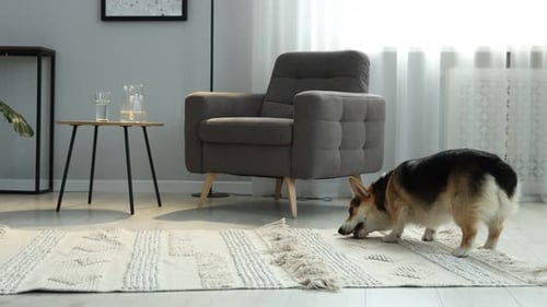 Cute Corgi Dog Finds and Plays with Toy