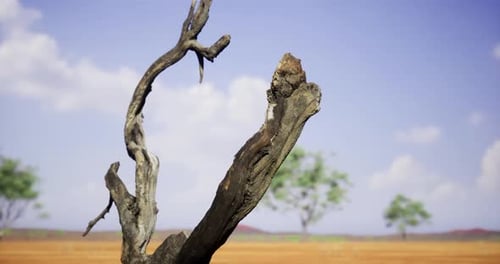 Dry Tree Branch Stands Against a Clear Blue Sky in a Vast Landscape