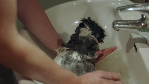 Guinea Pig Covered in Shampoo Foam Getting Cleaned By Owner at Home