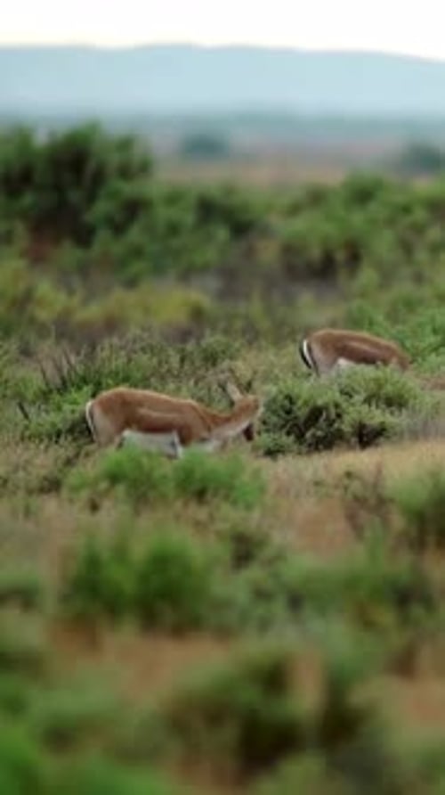 Vertical View Of Gazelle, Wildlife in Deep Forest