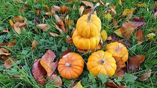 Lots of miniature pumpkins piled on grassy garden lawn surrounded by colourful autumn leaves