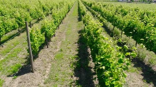 Vineyards Wine Region Field of Vineyards Grapes Vine on a Plantation Aerial View