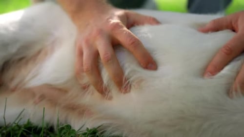Closeup Hands Petting Relaxed Retriever in Summer Park. Man Gently Rub Dog Belly. Unknown Owner M...