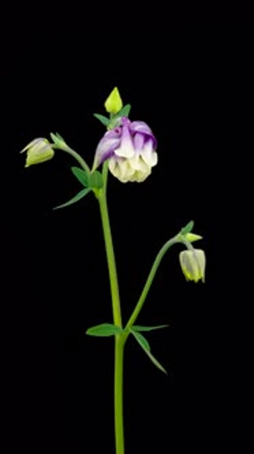 Time Lapse of Flowering Aquilegia on Black Background Spring Timelapse of Columbine Flowers