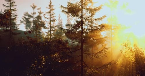 L'aube perce les arbres dans un paysage forestier paisible rempli de lumière