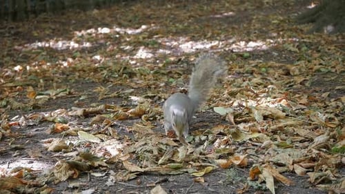 Close-up of beautiful gray squirrel between dead leave on floor. Autumn. Standing walks close and sc