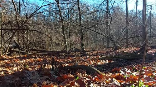 Orange leaves cover the ground as the trees stand bare in autumn