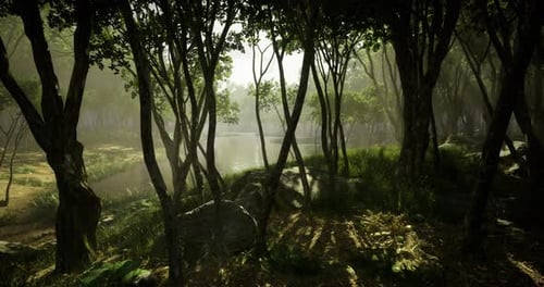 Atmospheric Journey Through a Misty Forest with Sunbeams