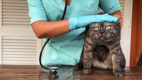 Woman Veterinarian Doctor Holds Sick Cat Closeup Diagnostics of Pets Health in Veterinary Clinic