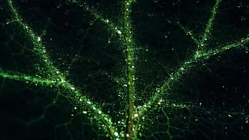 Closeup View of Leaf Veins Featuring Glowing Green Patterns Highlighting Intricate Details