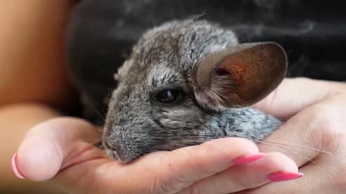 46 1 People care for and play with chinchillas.