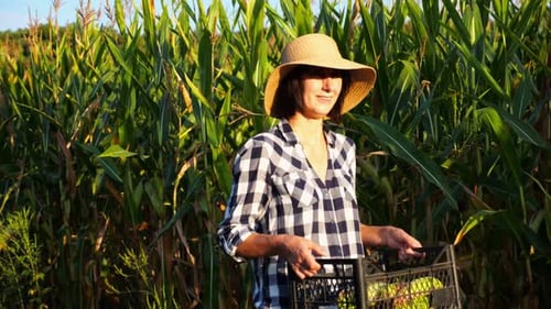 Female Farmer with Plastic Harvest Box Explores Corn Stems While Going at Field Adult Beautiful