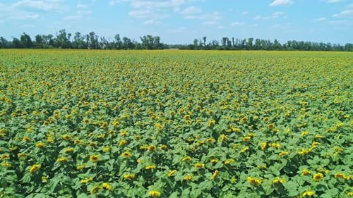 Aerial Over Beautiful Blooming Sunflower Field Picturesque Summer Scenery