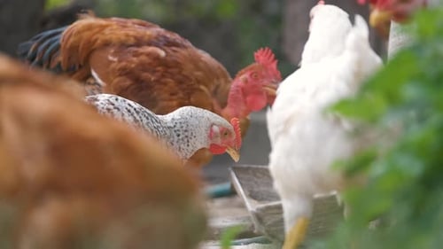 Free Range Chickens Foraging on a Farm